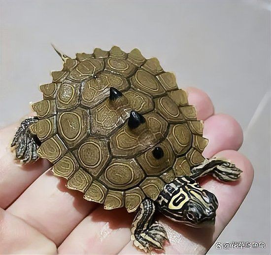 家庭養什么龜最好，《家庭養什么龜最好》家庭養什么龜最好