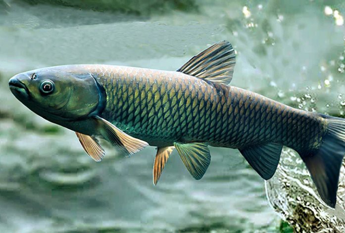 如何判斷龍魚鰓蓋腐爛的嚴重程度？，如何判斷龍魚的鰓蓋腐爛的嚴重程度？