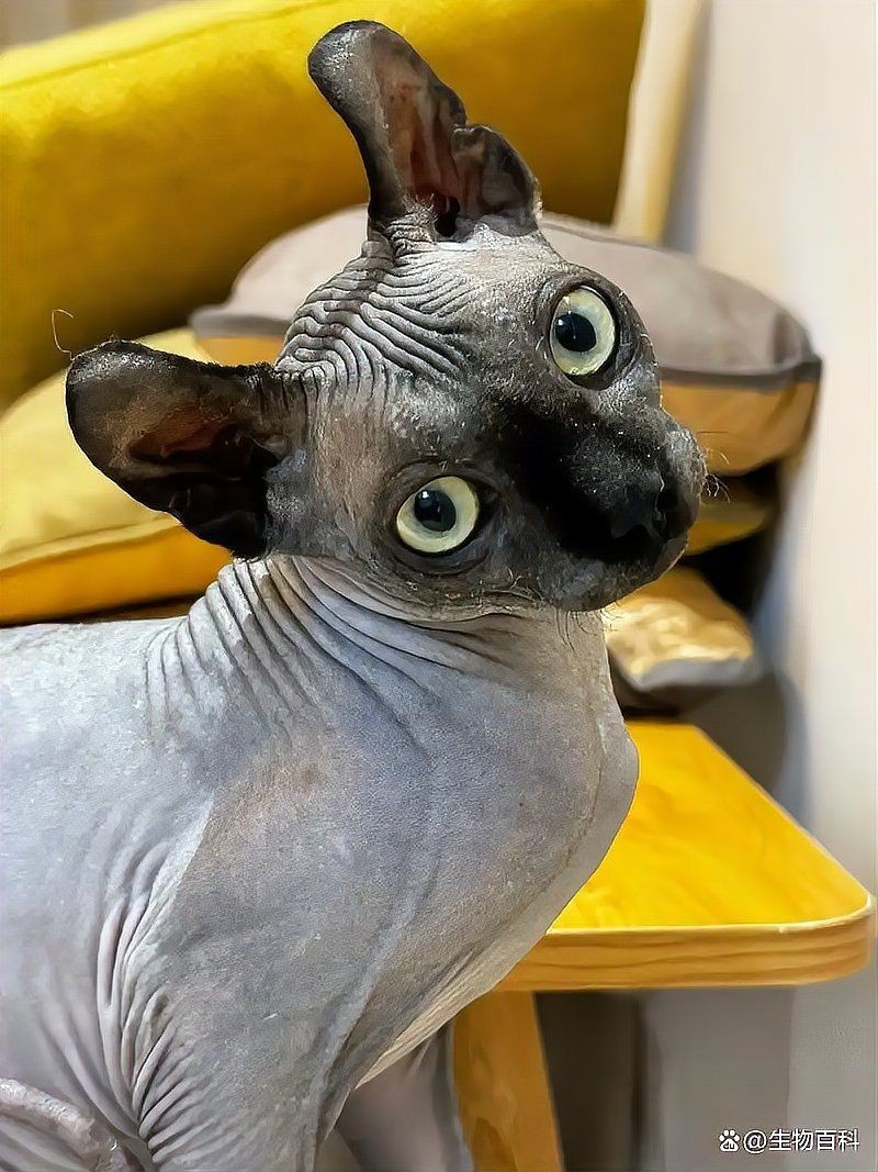 干凈不臭的小型寵物，干凈不臭的小型寵物推薦