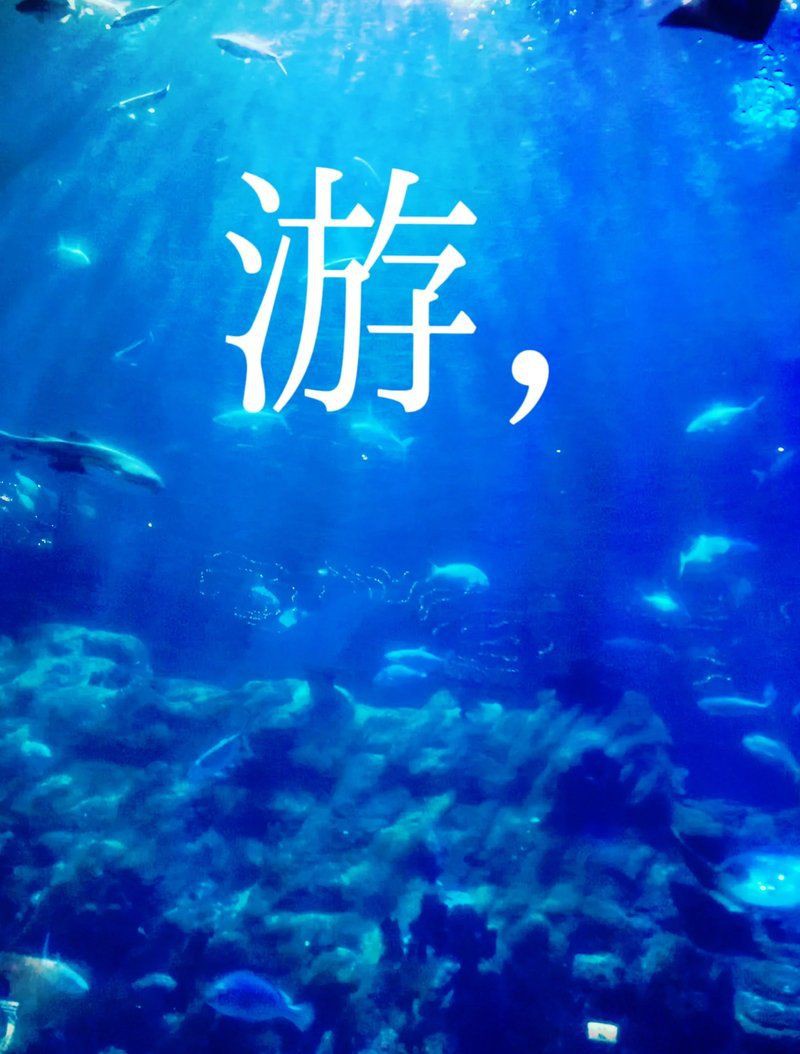 銅川水族店，銅川市擁有多家特色水族店為當地及周邊水族愛好者提供了豐富的選擇