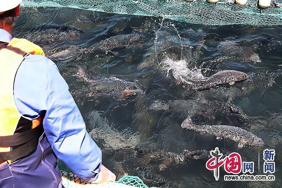 海南藏族自治州水族批發市場，海南海水觀賞魚批發市場
