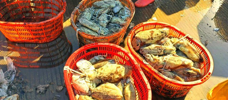 海南藏族自治州水族批發市場，海南海水觀賞魚批發市場