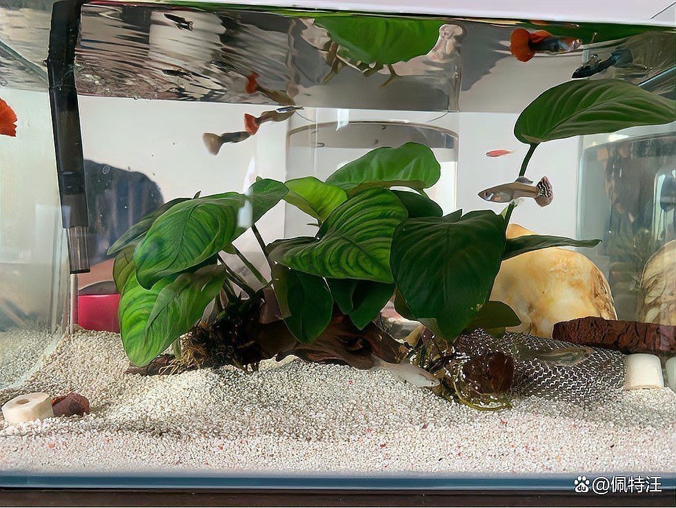 熱帶觀賞魚飼養(yǎng)技巧，《熱帶觀賞魚飼養(yǎng)技巧》