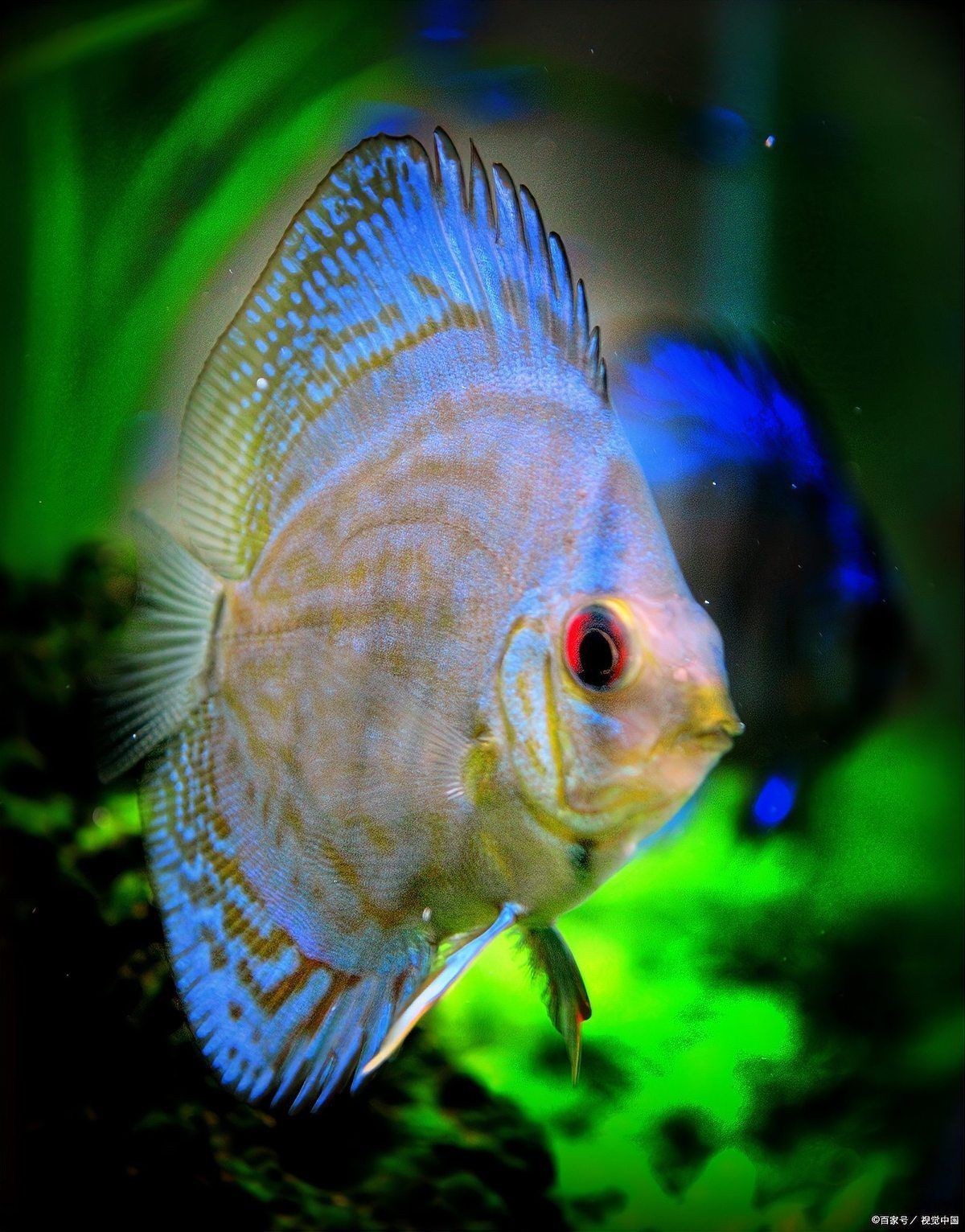 熱帶觀賞魚飼養(yǎng)技巧，《熱帶觀賞魚飼養(yǎng)技巧》