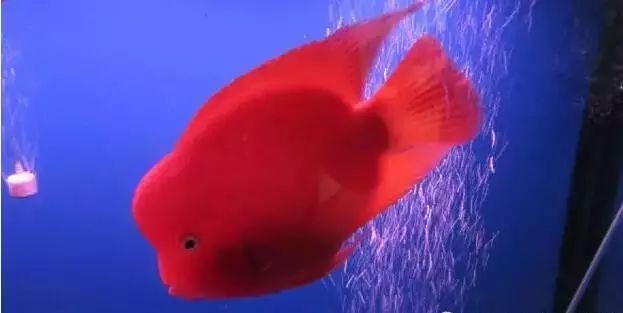 熱帶觀賞魚飼養(yǎng)技巧，《熱帶觀賞魚飼養(yǎng)技巧》