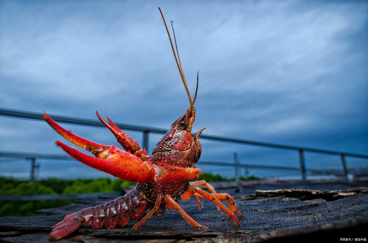 健康水族高鈣飼料配料表，《健康水族高鈣飼料配方設計與營養分析與營養分析》