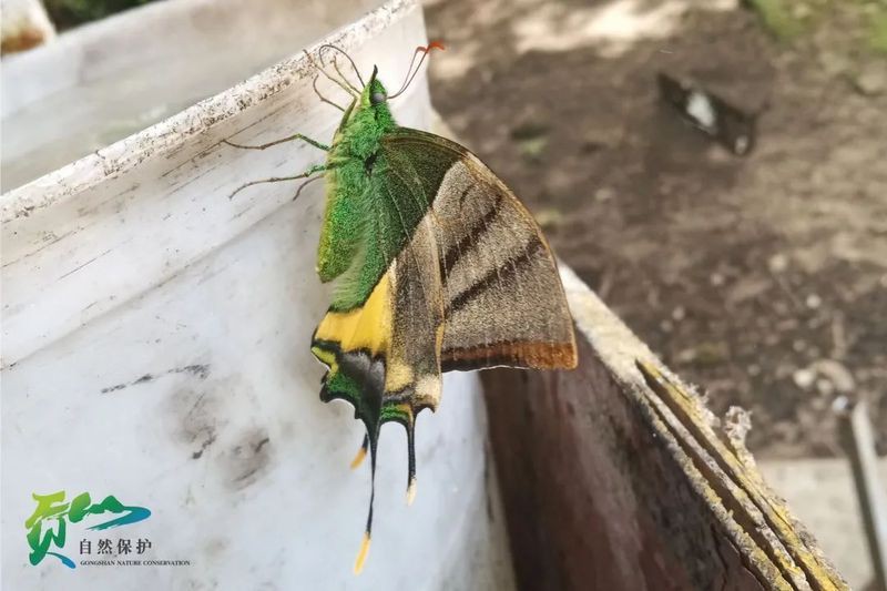 國家二級保護(hù)蝴蝶名錄，《國家二級保護(hù)蝴蝶名錄》 國家二級保護(hù)蝴蝶名錄，《國家二級保護(hù)蝴蝶名錄》 全國水族館企業(yè)名錄 第7張