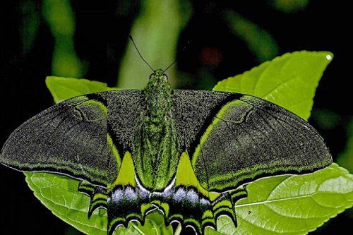 國家二級保護(hù)蝴蝶名錄，《國家二級保護(hù)蝴蝶名錄》 國家二級保護(hù)蝴蝶名錄，《國家二級保護(hù)蝴蝶名錄》 全國水族館企業(yè)名錄 第3張