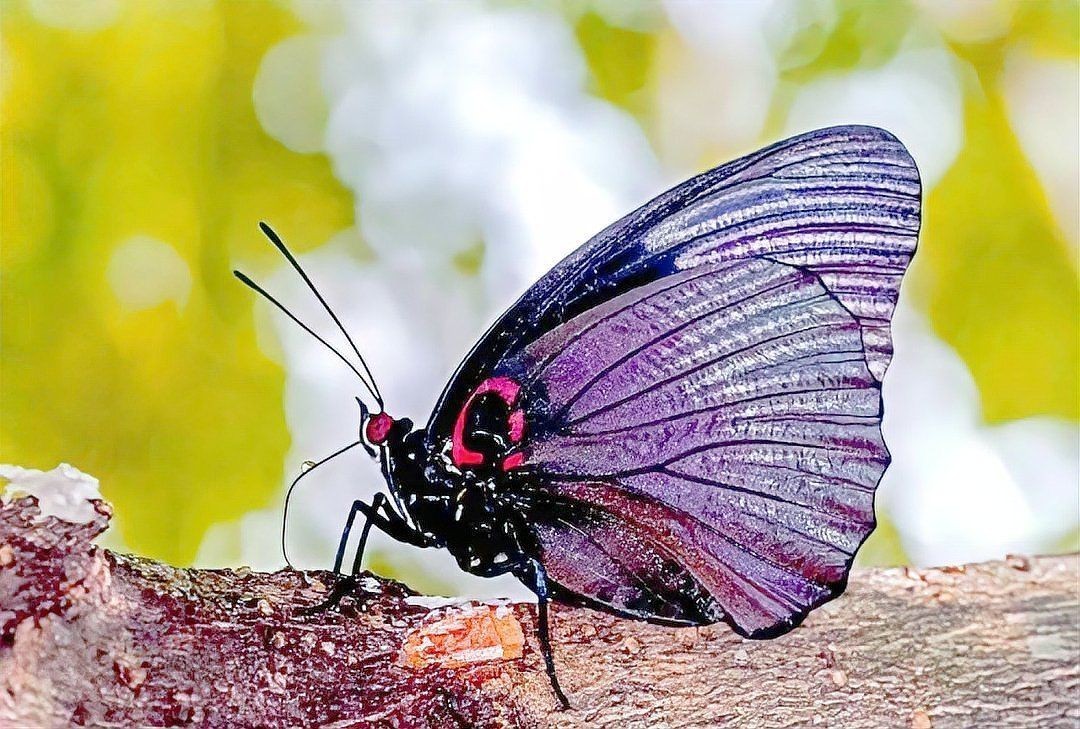 國家二級保護(hù)蝴蝶名錄，《國家二級保護(hù)蝴蝶名錄》 國家二級保護(hù)蝴蝶名錄，《國家二級保護(hù)蝴蝶名錄》 全國水族館企業(yè)名錄 第5張