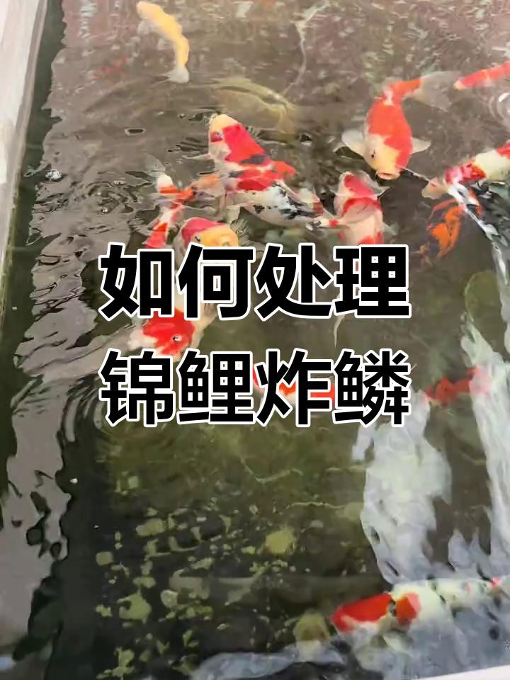 如何判斷龍魚是否感染炸鱗病？，如何判斷龍魚是否感染炸鱗病