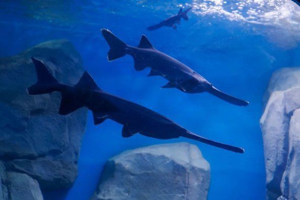 雅安水族館，雅安水族館游玩攻略