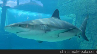 荊門魚缸定做，荊門地區(qū)的魚缸定做服務(wù)豐富多樣涵蓋多種類型如普通養(yǎng)魚缸