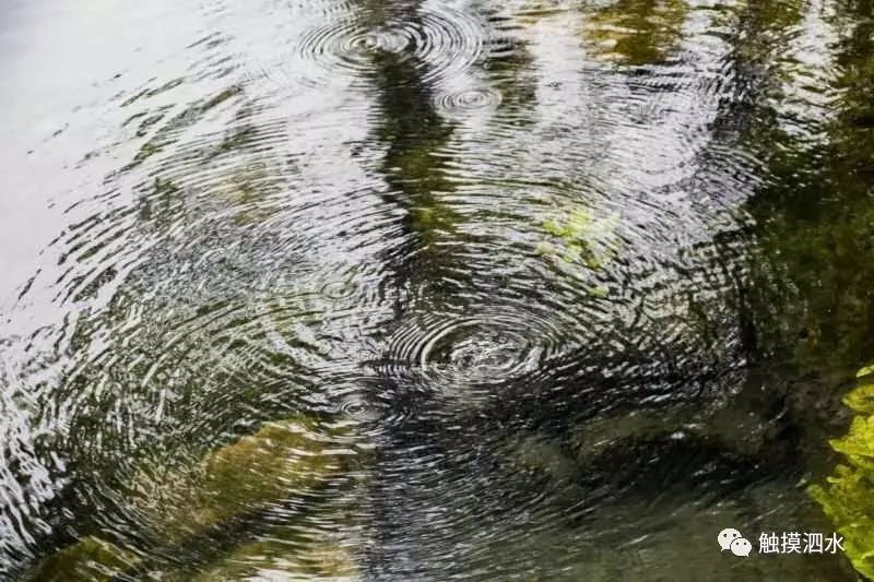 泗水龍魚最出名三個地方，哈爾濱泗水龍魚最出名的三個地方