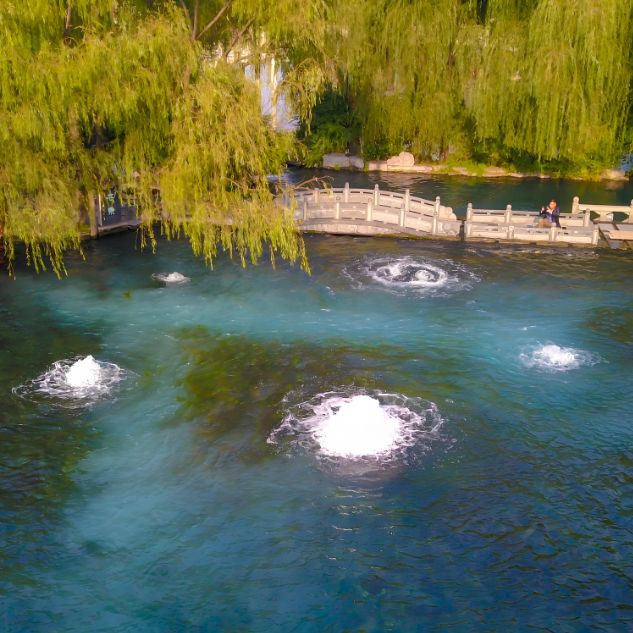 泗水龍魚最出名三個地方，哈爾濱泗水龍魚最出名的三個地方
