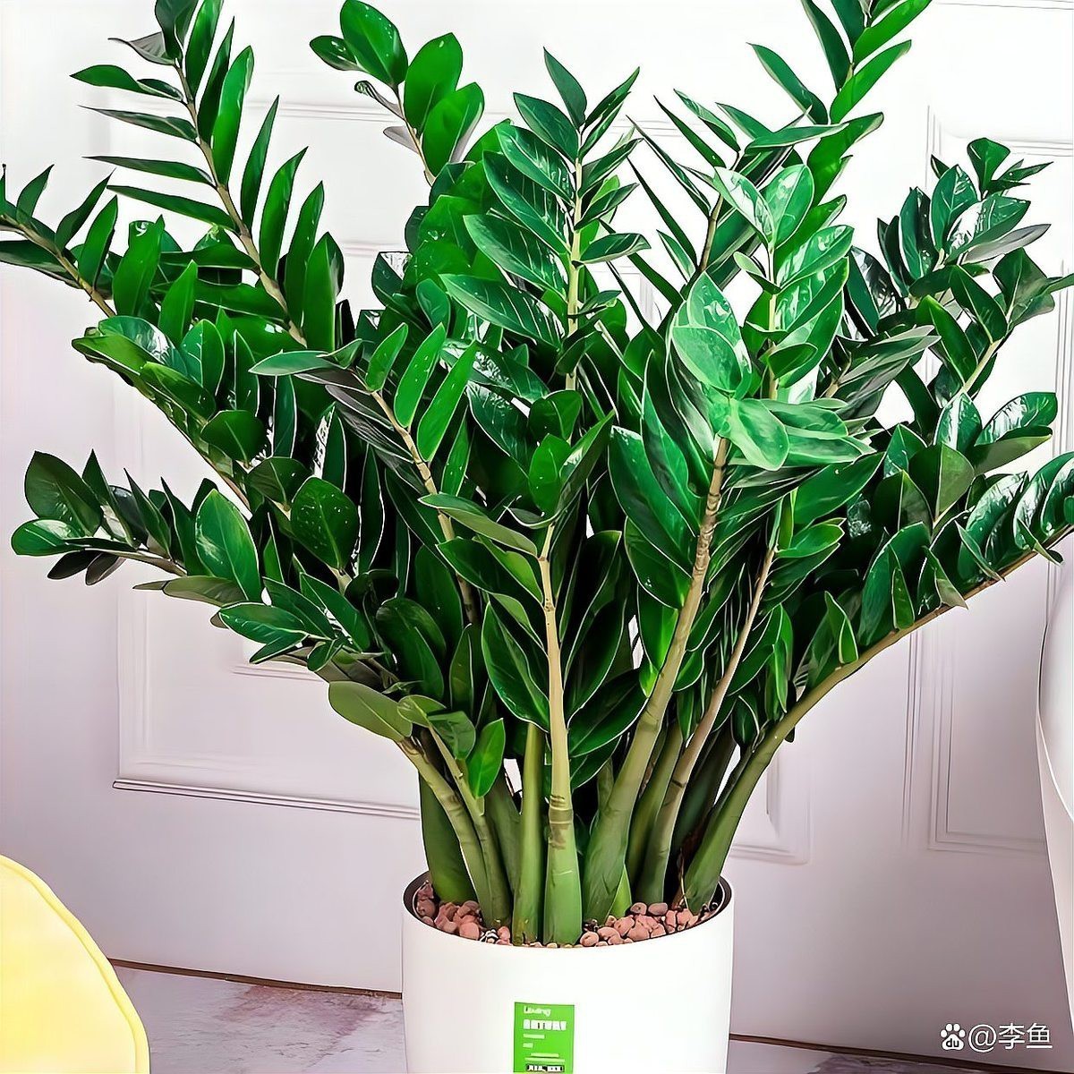 屬龍的人適合養什么植物？，包老師講國學,屬龍人養什么植物好