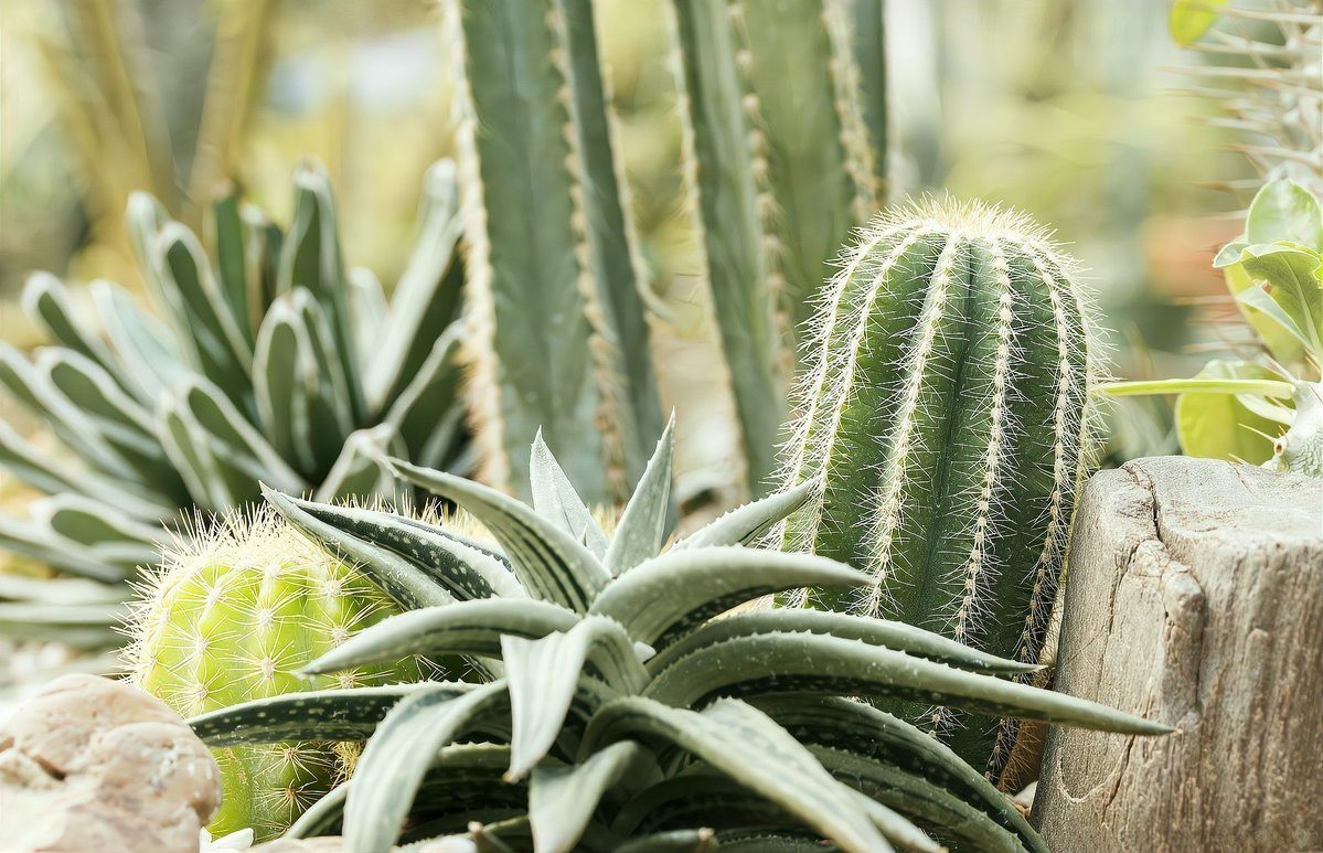 屬龍的人適合養什么植物？，包老師講國學,屬龍人養什么植物好
