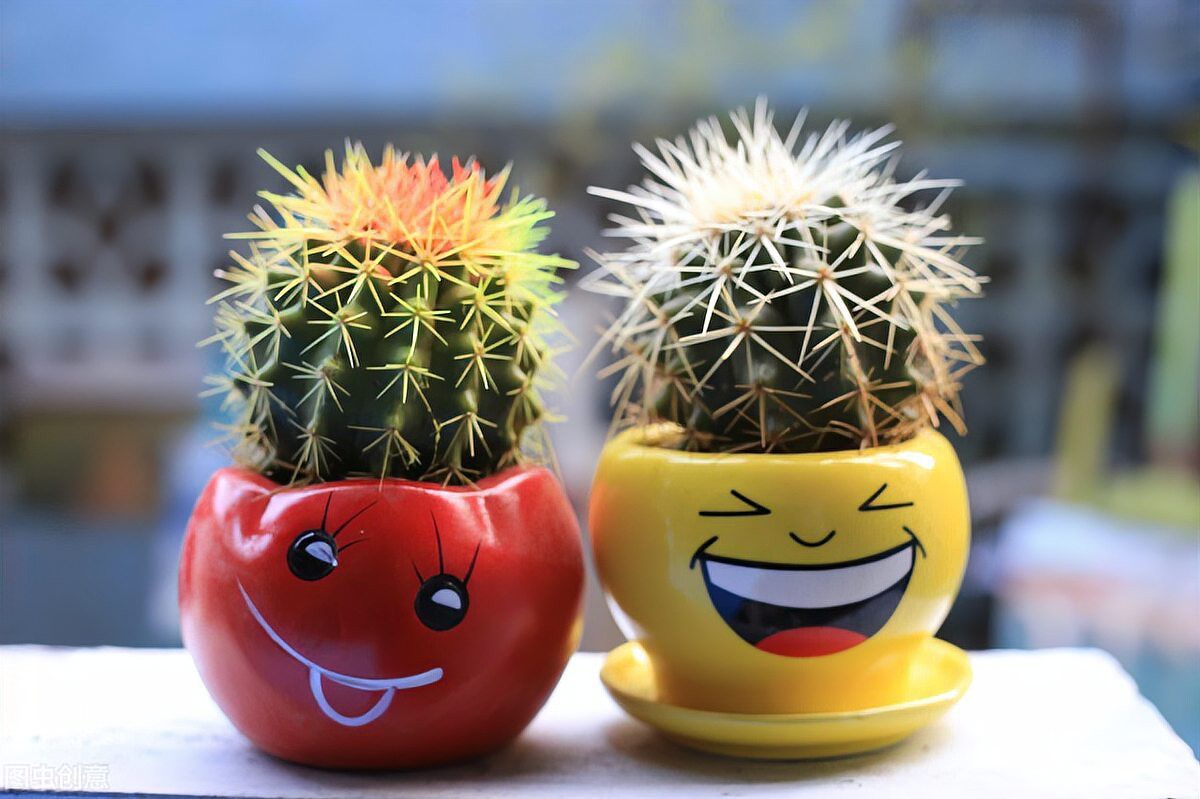 屬龍的人適合養什么植物？，包老師講國學,屬龍人養什么植物好