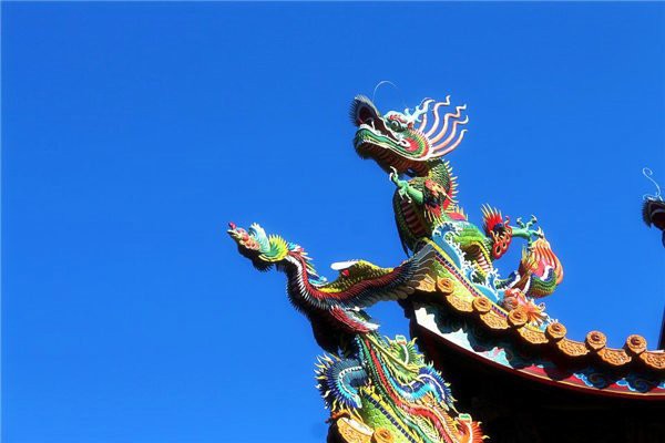 屬龍的人適合養什么植物？，包老師講國學,屬龍人養什么植物好