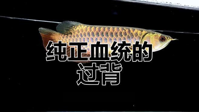 古典過背金龍如何鑒別？，古典過背金龍的特征與魅力