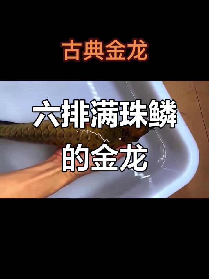 古典過背金龍如何鑒別？，古典過背金龍的特征與魅力