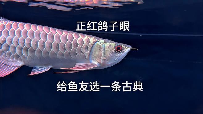 古典過背金龍如何鑒別？，古典過背金龍的特征與魅力