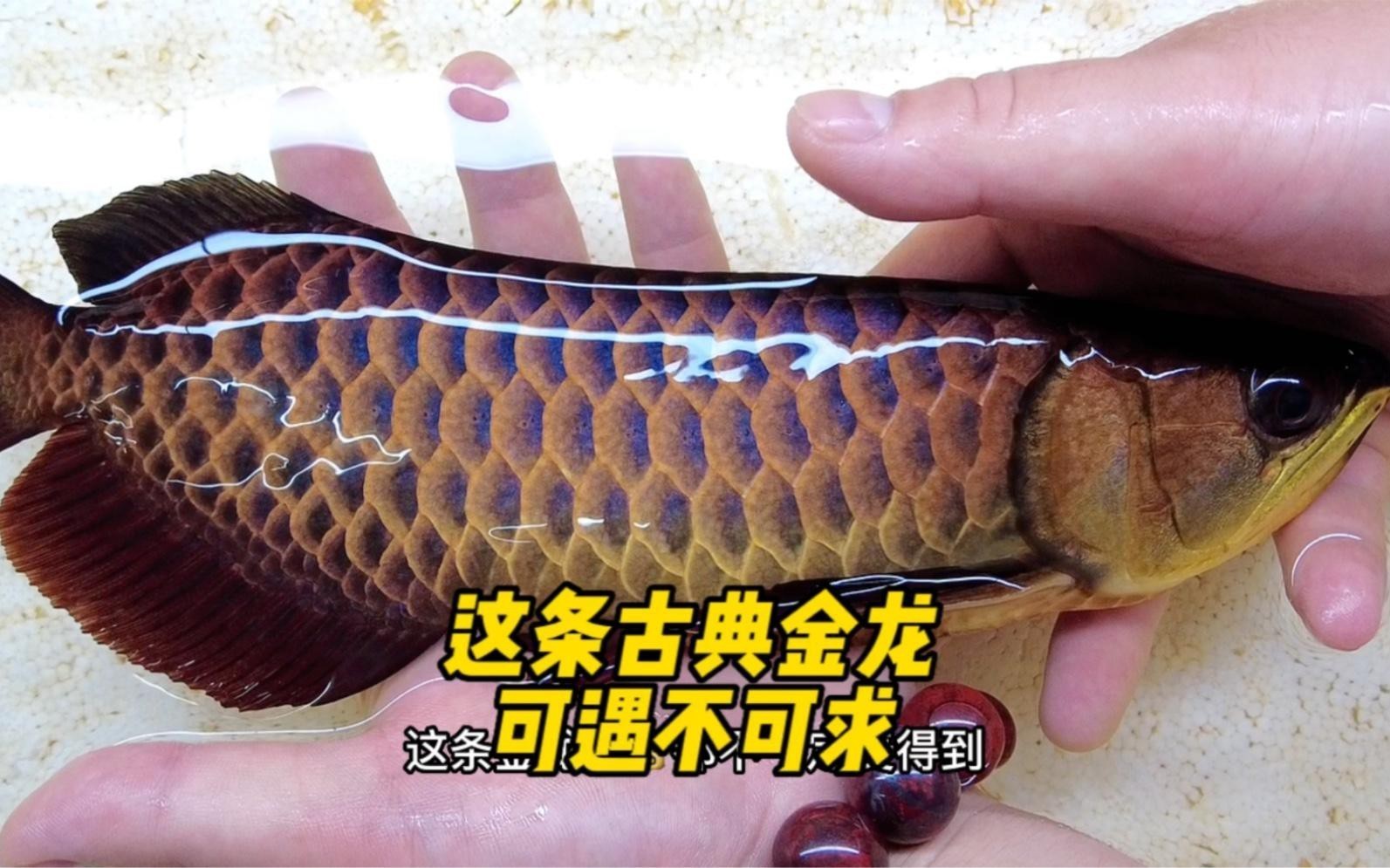 古典過背金龍如何鑒別？，古典過背金龍的特征與魅力