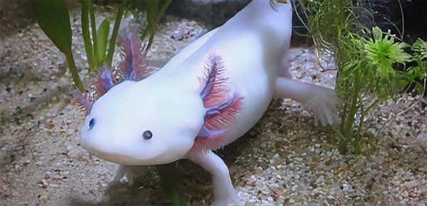 恐龍王魚價格表，恐龍王魚的價格
