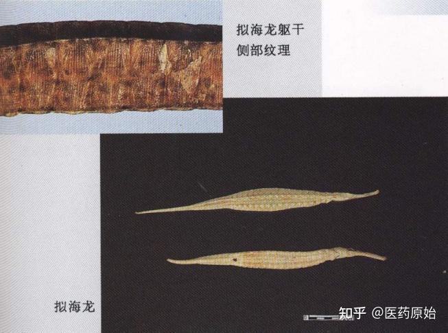 如何辨別真假海龍干？，海龍科動物干燥體的鑒別與市場混淆問題解析微光中的小宇宙