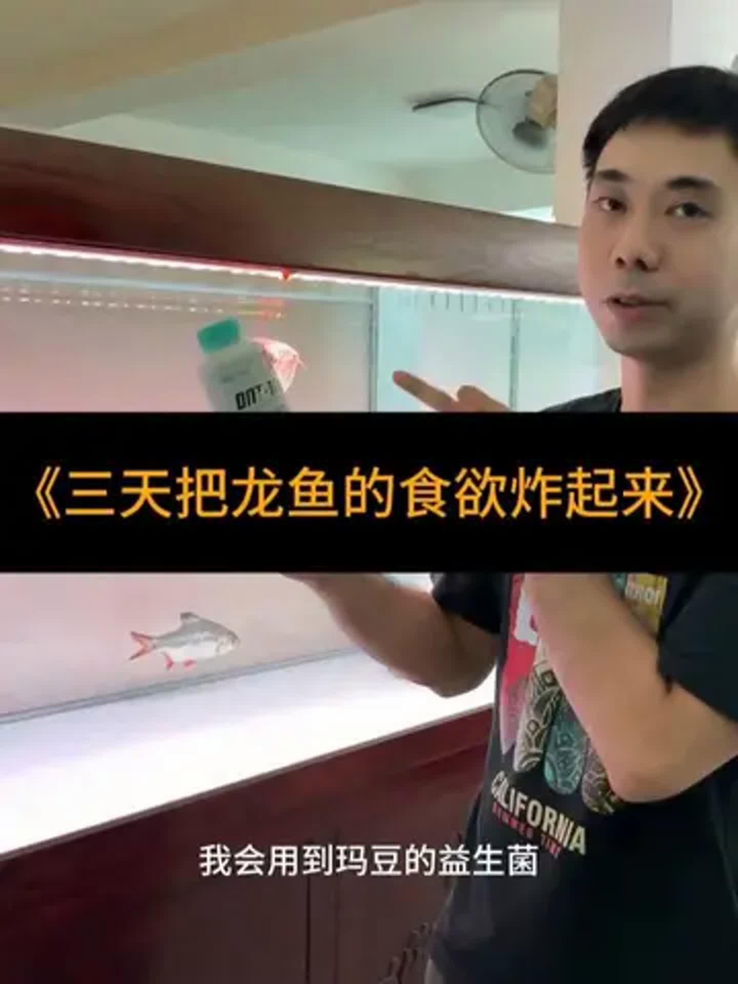 如何改善龍魚的消化功能，新景致水族館李河敏龍魚消化不良引起的脫肛應該怎樣治療分享