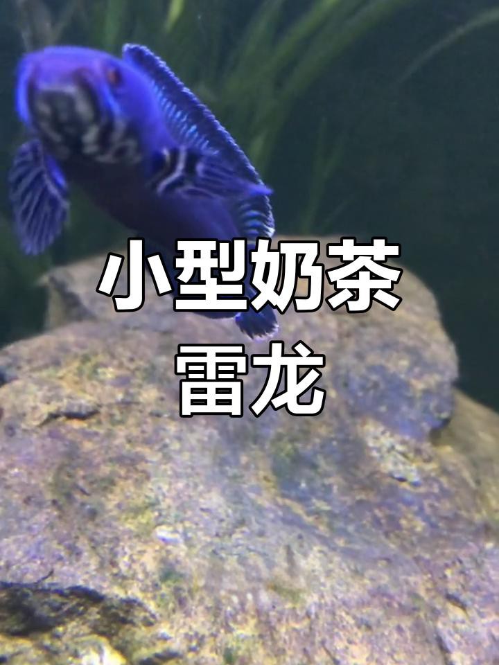 介紹一下奶茶雷龍魚(yú)的特點(diǎn)，奶茶雷龍魚(yú)市場(chǎng)價(jià)格是多少奶茶雷龍魚(yú)有哪些品種