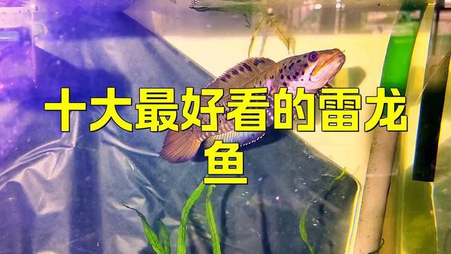 大型雷龍魚中哪個品種最受歡迎？，大型雷龍魚中，黃金眼鏡蛇雷龍是最受歡迎的品種之一