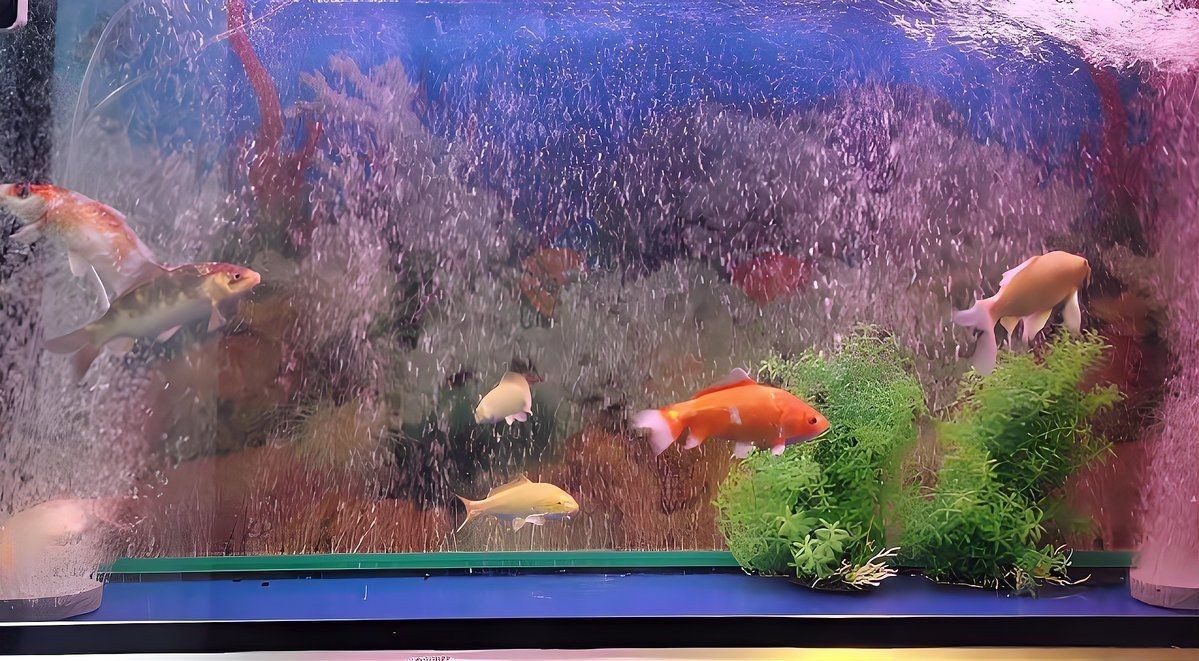 家庭用水族魚缸，家庭水族魚缸選購(gòu)與養(yǎng)護(hù)全攻略