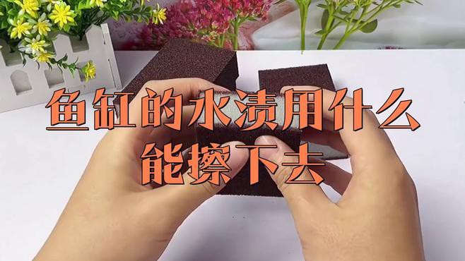 如何保持銀龍魚飼養(yǎng)水的清潔？，天山植保銀龍魚的養(yǎng)殖方法和注意事項和注意事項