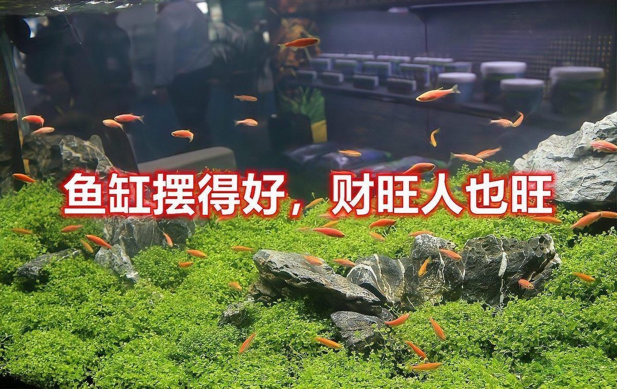 魚缸擺放的最佳位置在哪里？，“魚缸擺得好，財旺人也旺”