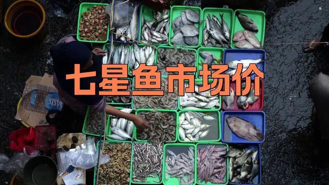 七星魚和雷龍魚的價格差異大嗎？，七星魚與雷龍魚的價格差異顯著，七星魚和雷龍魚哪個更好養