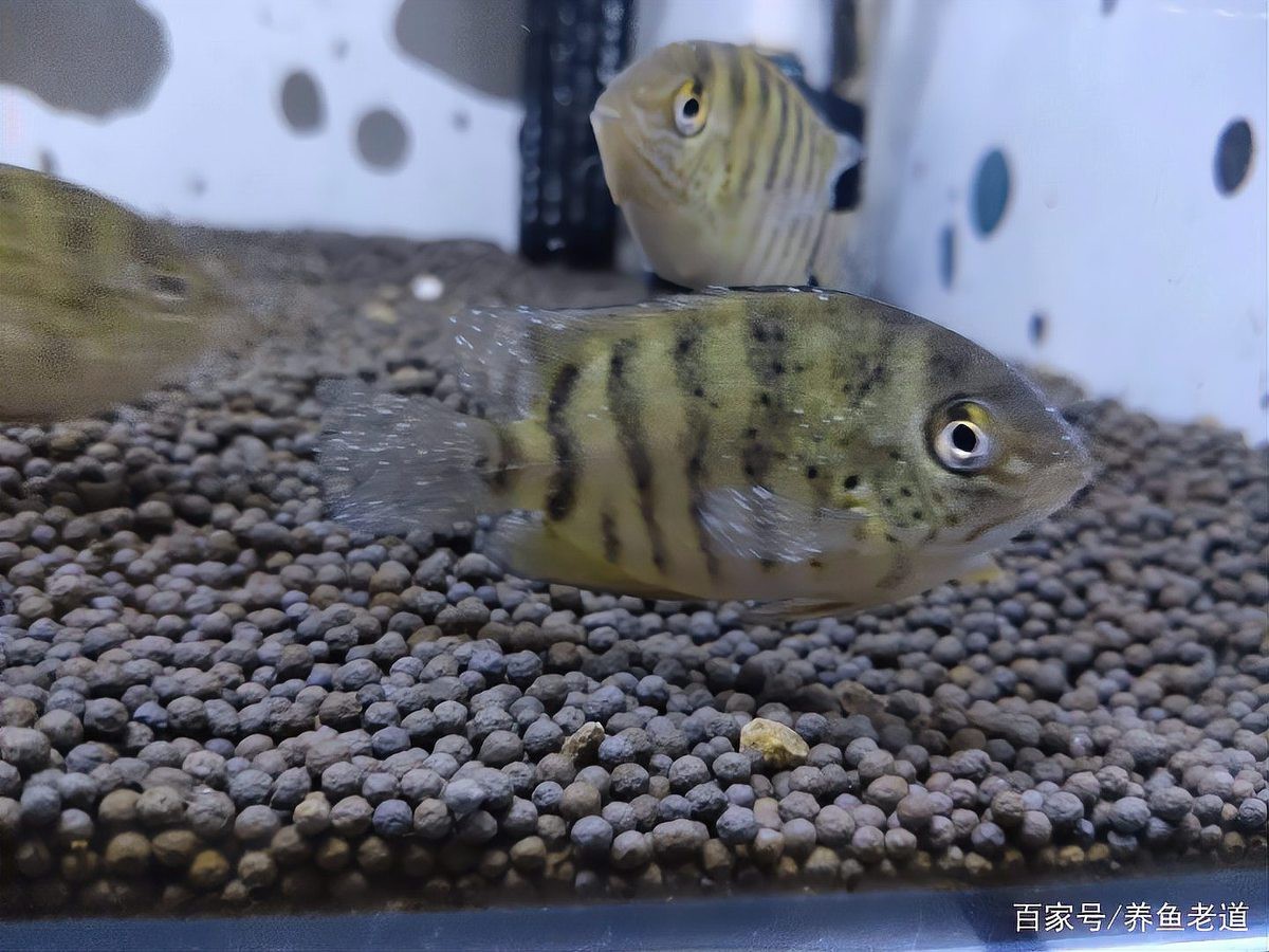 哪些龍魚品種容易得眼睛白點？，龍魚尾巴上出現白點的原因是什么