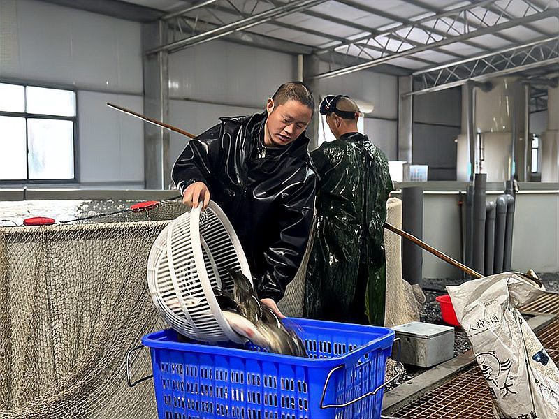 房縣龍魚店，十堰房縣鱸魚“游”出致富路十堰房縣鱸魚“游”出致富路
