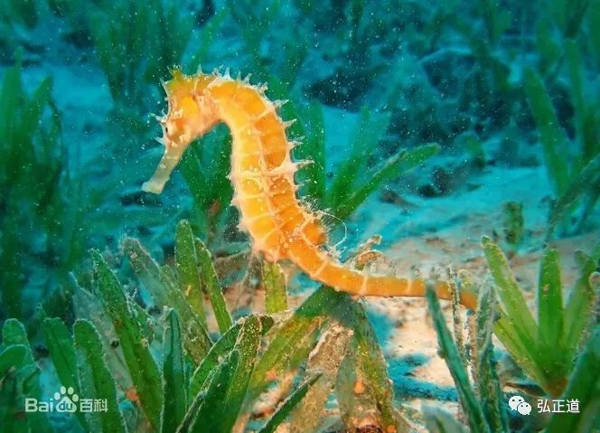 如何區(qū)分真假海龍和海馬？，《如何區(qū)分真假海龍和海馬》辨別真假海龍與海馬的方法