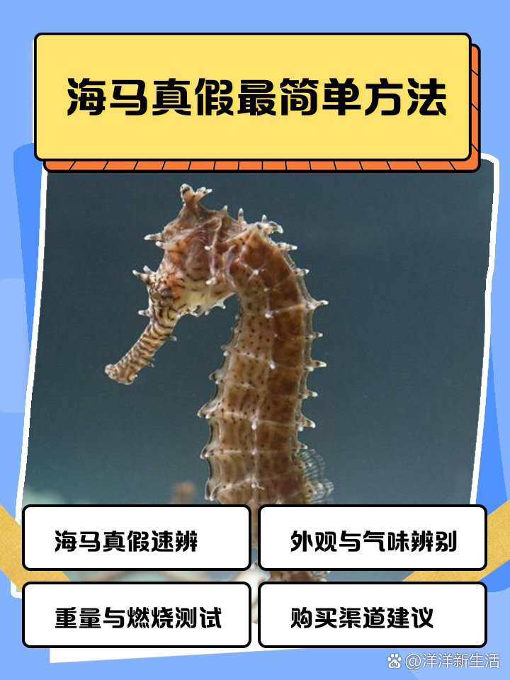 如何區(qū)分真假海龍和海馬？，《如何區(qū)分真假海龍和海馬》辨別真假海龍與海馬的方法