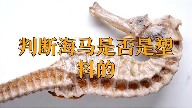 如何區(qū)分真假海龍和海馬？，《如何區(qū)分真假海龍和海馬》辨別真假海龍與海馬的方法