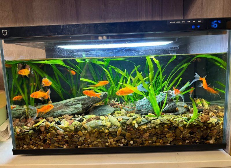 阿里魚缸維護，家庭魚缸水質(zhì)維護