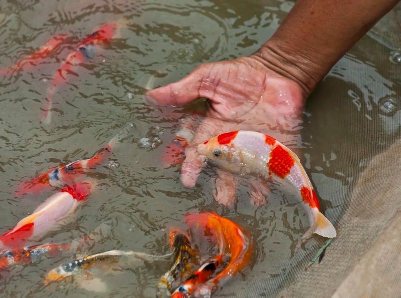 如何判斷藍金龍魚是否生病？，判斷藍金龍魚是否生病觀察這三點就知道了養魚大全