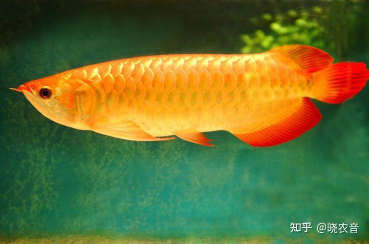 如何判斷藍金龍魚是否生病？，判斷藍金龍魚是否生病觀察這三點就知道了養魚大全