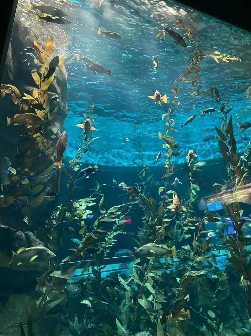 平江水族店，蘇州市平江區水族店
