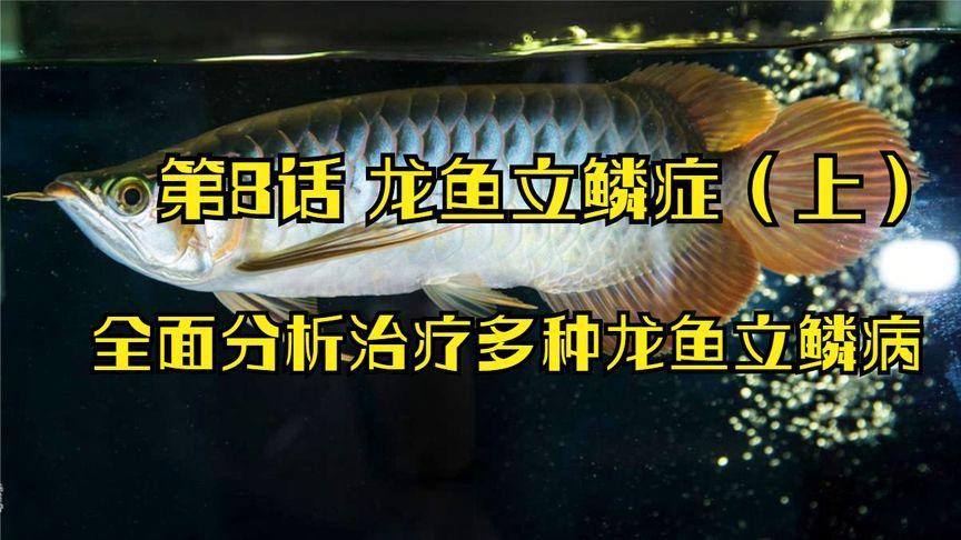 如何治療龍魚的立鱗病？，萌寵專家龍魚立鱗癥狀與治療方法