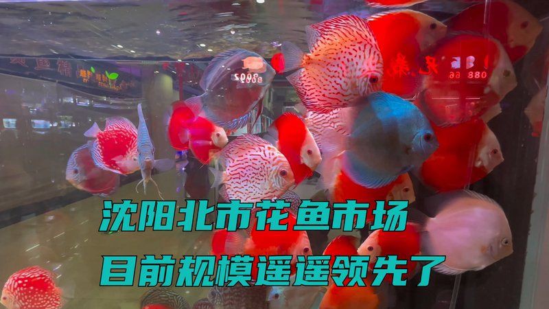 沈陽魚缸批發市場，沈陽魚缸批發市場的優勢