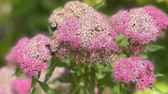 好聽稀少的英文名女，《好聽稀少的英文名女》在為女孩挑選英文名時