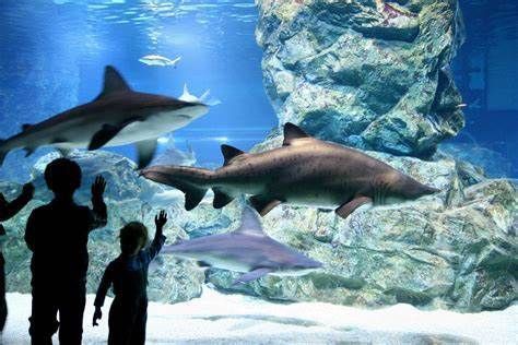 酒泉水族店，如何開水族館賺錢