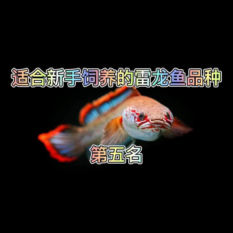 哪些品種的龍魚適合新手，《哪些品種的龍魚適合新手》對于初涉龍魚養殖領域的新手而言