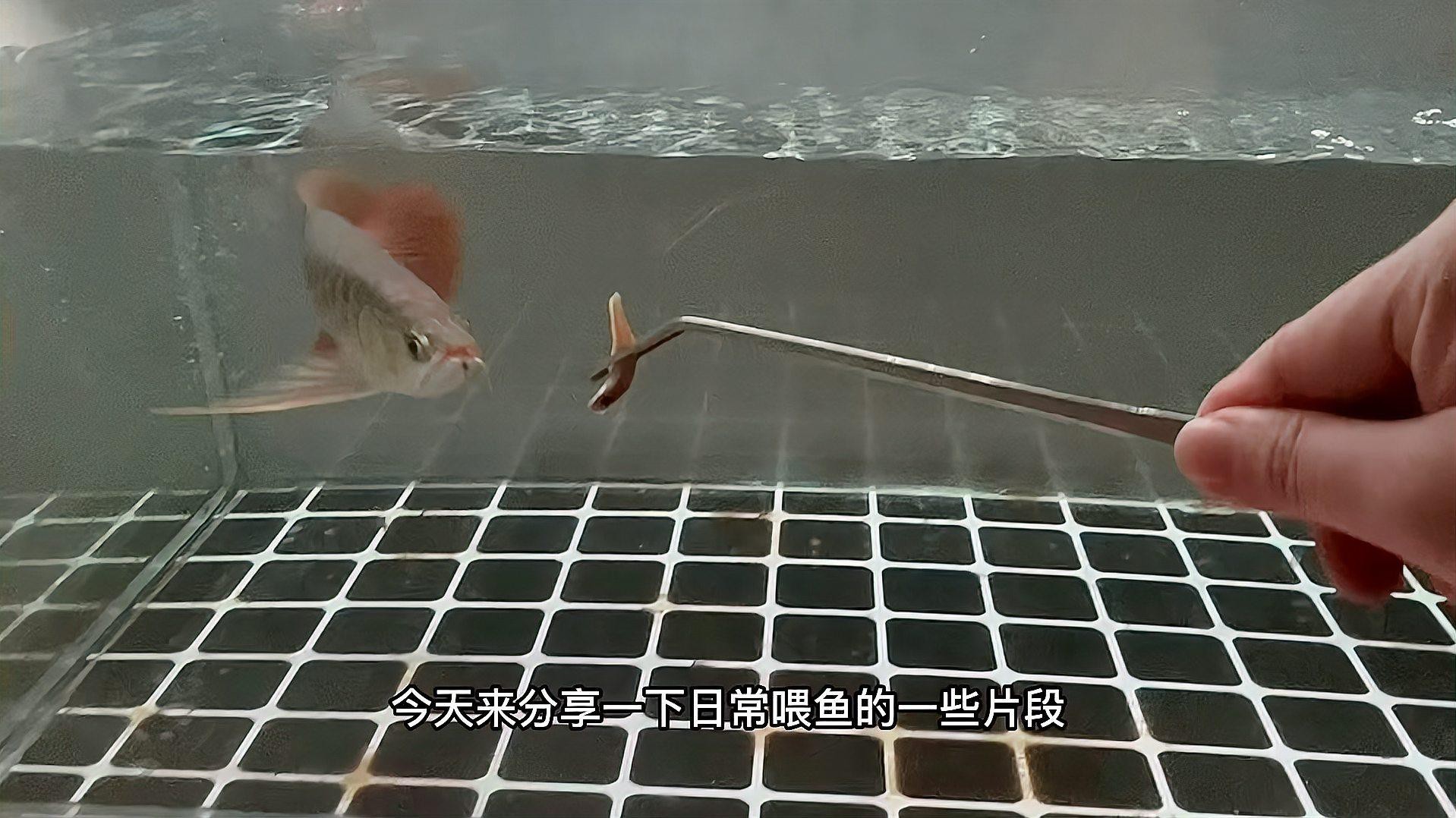 如何判斷印尼紅龍魚是否吃飽？，判斷印尼紅龍魚是否吃飽了寵物營養小課堂龍魚的飼喂要點